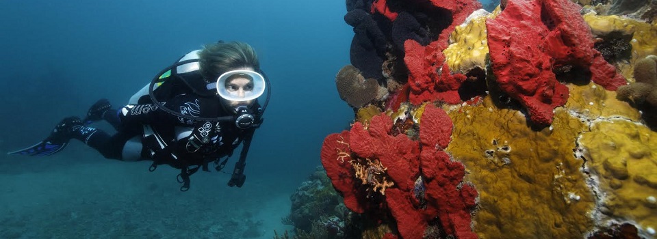 reef